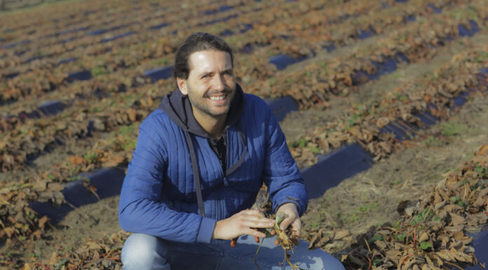 Jak pomóc plantacjom truskawek? Te zabiegi warto wykonać w marcu