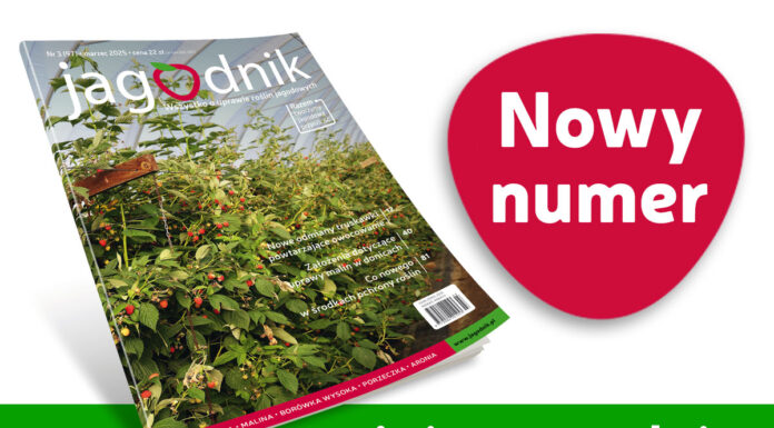 Nowości dla jagodowych. Jagodnik 3/2025 już w sprzedaży!