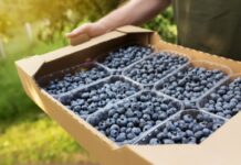 Porównanie wydajności różnych odmian borówki amerykańskiej w polskich warunkach borówka