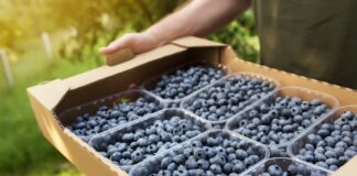 Porównanie wydajności różnych odmian borówki amerykańskiej w polskich warunkach borówka