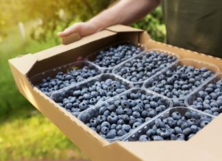 Porównanie wydajności różnych odmian borówki amerykańskiej w polskich warunkach borówka