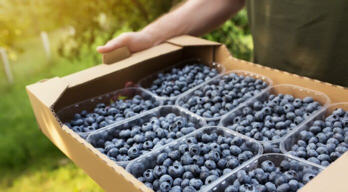 Porównanie wydajności różnych odmian borówki amerykańskiej w polskich warunkach borówka