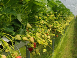 Odmiany na 2026 okiem ekspertów