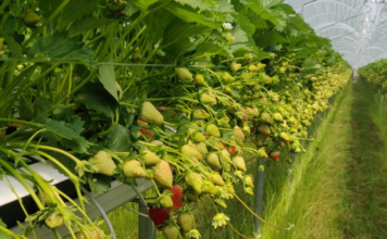 Odmiany na 2026 okiem ekspertów