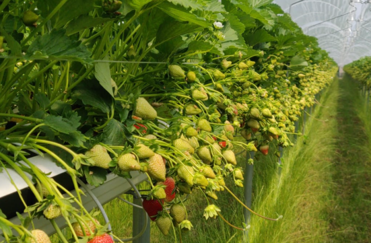 Odmiany na 2026 okiem ekspertów