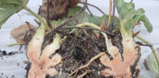 Przemarznięcia na plantacjach truskawek – czy aż takie groźne?