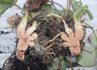 Przemarznięcia na plantacjach truskawek – czy aż takie groźne?