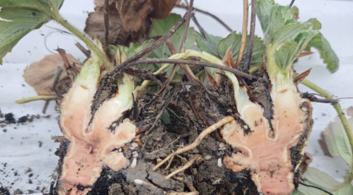 Przemarznięcia na plantacjach truskawek – czy aż takie groźne?