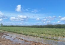 Gradobicie zdewastowało plantacje porzeczek. Trwa liczenie strat Zniszczone przez grad plantacje porzeczek