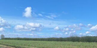 Gradobicie zdewastowało plantacje porzeczek. Trwa liczenie strat Zniszczone przez grad plantacje porzeczek