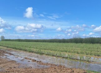 Gradobicie zdewastowało plantacje porzeczek. Trwa liczenie strat Zniszczone przez grad plantacje porzeczek