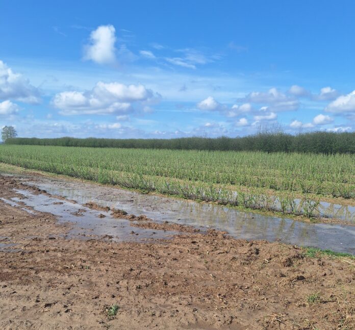 Zniszczone przez grad plantacje porzeczek