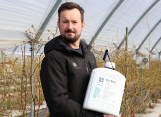 Wiosenne wyzwania na plantacjach borówki w okresie kwitnienia – nawożenie i wsparcie wegetacji nawożenie borówki