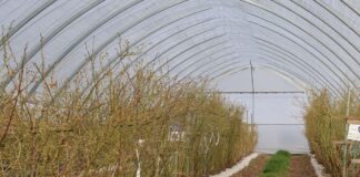 Nowe podejście do nawożenia azotem w uprawie borówki Encera - do nawożenia azotem