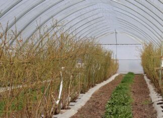 Nowe podejście do nawożenia azotem w uprawie borówki Encera - do nawożenia azotem