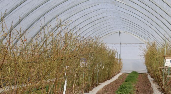 Nowe podejście do nawożenia azotem w uprawie borówki Encera - do nawożenia azotem