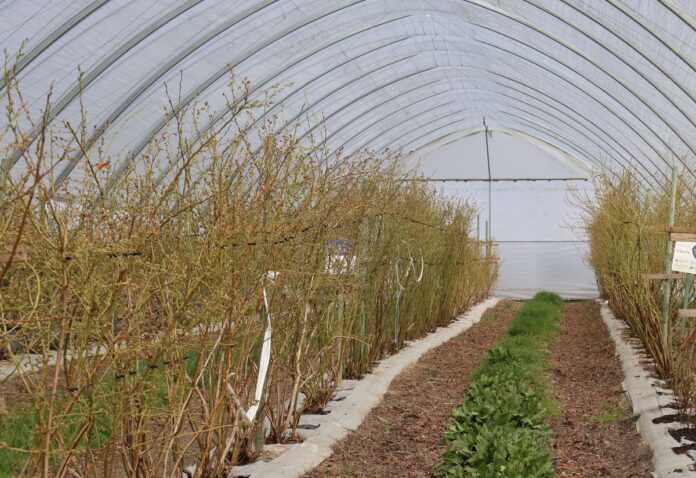 Encera - do nawożenia azotem