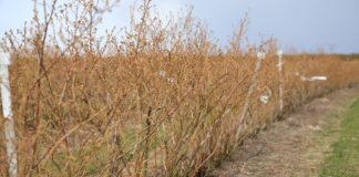 Lepszy wzrost i plonowanie borówki plonowanie borówki - technologia cosmocel