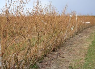 Lepszy wzrost i plonowanie borówki plonowanie borówki - technologia cosmocel