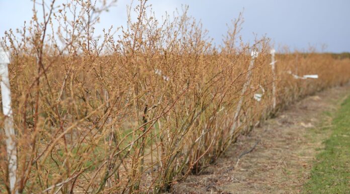 Lepszy wzrost i plonowanie borówki plonowanie borówki - technologia cosmocel