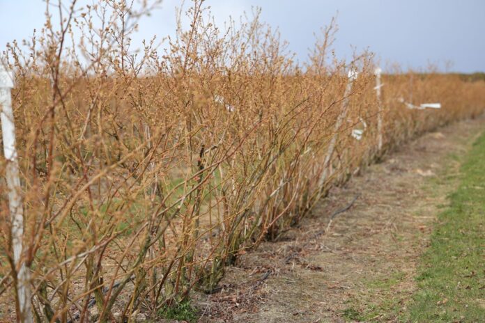 8K9A7100aaa plonowanie borówki - technologia cosmocel