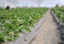 Nawożenie i ochrona truskawek podczas trudnego sezonu nawożenie i ochrona truskawek