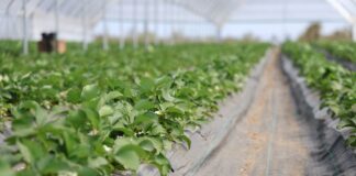 Nawożenie i ochrona truskawek podczas trudnego sezonu nawożenie i ochrona truskawek