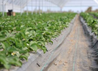 Nawożenie i ochrona truskawek podczas trudnego sezonu nawożenie i ochrona truskawek