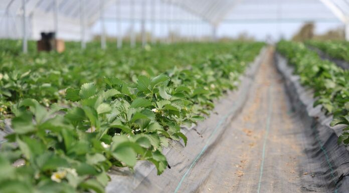 Nawożenie i ochrona truskawek podczas trudnego sezonu nawożenie i ochrona truskawek