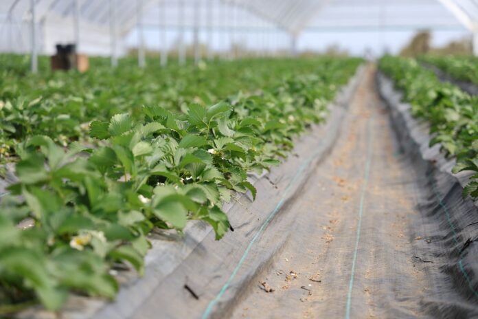 nawożenie i ochrona truskawek