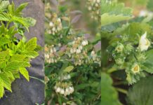 Jak można wzmocnić rośliny przed przymrozkami? Polecane i sprawdzone rozwiązania