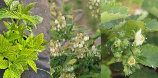 Jak można wzmocnić rośliny przed przymrozkami? Polecane i sprawdzone rozwiązania