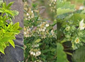 Jak można wzmocnić rośliny przed przymrozkami? Polecane i sprawdzone rozwiązania