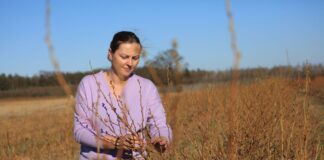 Borówki wystartowały. Jak zabezpieczyć je przed przymrozkami?