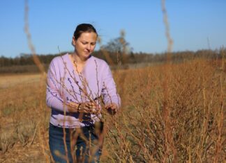Borówki wystartowały. Jak zabezpieczyć je przed przymrozkami?