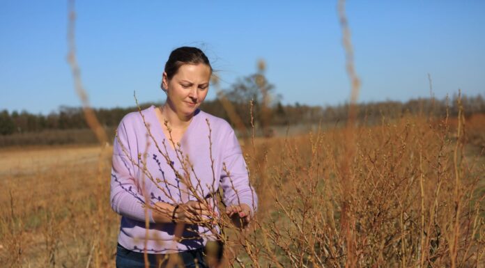 Borówki wystartowały. Jak zabezpieczyć je przed przymrozkami?