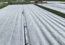 Gdzie kupić agrowłókninę? Ile kosztuje? agrowłóknina, przymrozek,