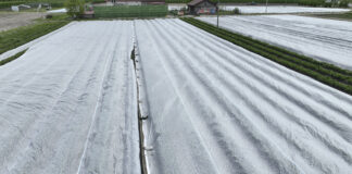 Gdzie kupić agrowłókninę? Ile kosztuje? agrowłóknina, przymrozek,