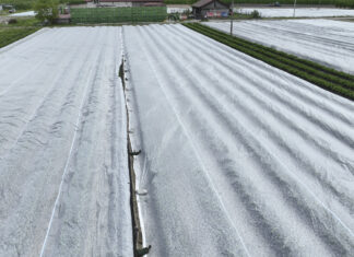 Gdzie kupić agrowłókninę? Ile kosztuje? agrowłóknina, przymrozek,