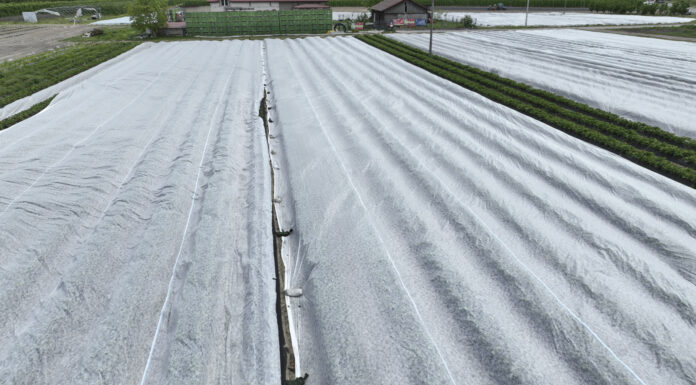 Gdzie kupić agrowłókninę? Ile kosztuje? agrowłóknina, przymrozek,