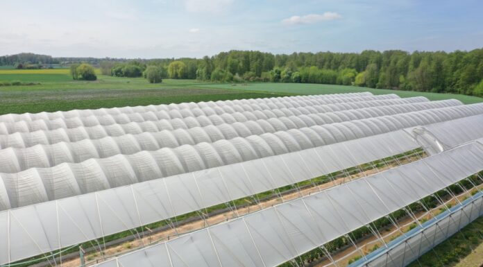 Zaproszenie na szkolenie pt. „Tunelowe Inspiracje” – innowacje w wprawie owoców jagodowych