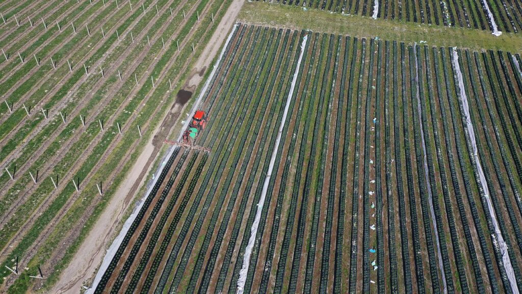 środków ochrony roślin, KSeF