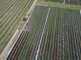 Sprzedaż środków ochrony roślin w sieci pod kontrolą – nowe przepisy dotyczące przez internet środków ochrony roślin