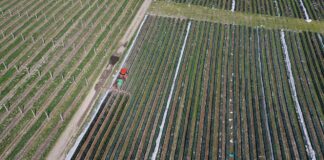 Sprzedaż środków ochrony roślin w sieci pod kontrolą – nowe przepisy dotyczące przez internet środków ochrony roślin