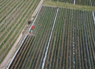 Sprzedaż środków ochrony roślin w sieci pod kontrolą – nowe przepisy dotyczące przez internet środków ochrony roślin