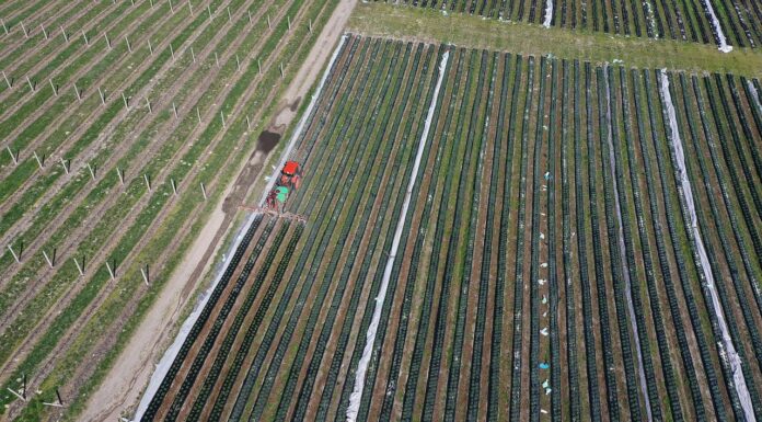 Sprzedaż środków ochrony roślin w sieci pod kontrolą – nowe przepisy dotyczące przez internet środków ochrony roślin
