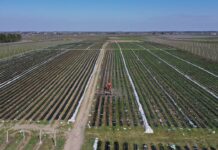 Nadeszły upały – aktualna sytuacja na plantacjach truskawek Sytuacja na plantacjach truskawek