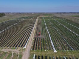 Planujemy nawożenie truskawek w nowym sezonie Sytuacja na plantacjach truskawek, nawożenie truskawek
