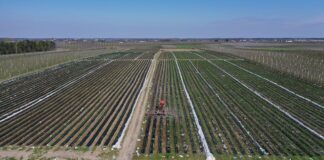 Nadeszły upały – aktualna sytuacja na plantacjach truskawek Sytuacja na plantacjach truskawek