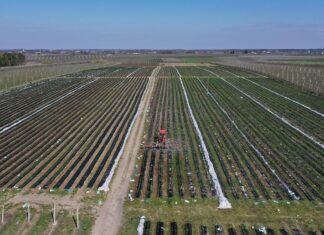 Nadeszły upały – aktualna sytuacja na plantacjach truskawek Sytuacja na plantacjach truskawek